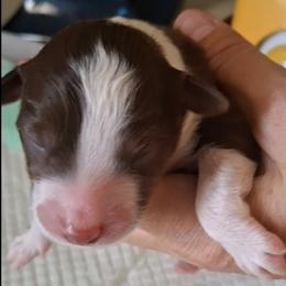 Henry - Red tri male Miniature Australian Shepherd puppy in Copperas Cove, Texas from Aussies Acre