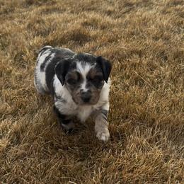 Basil - Blue merle female Miniature Australian Shepherd puppy in Bozeman, Montana from +s mini Aussies