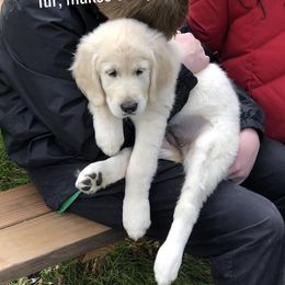"Bliss, Therapy puppy in training for Soul Harbor Ranch.com" Golden Retriever Puppies from Montrose Goldens