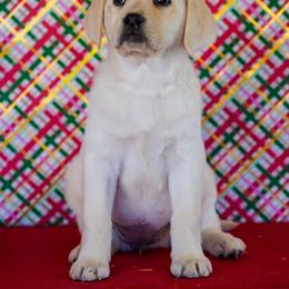 Brown collar - Yellow female Labrador Retriever puppy in Ridgecrest, California from Black Mountain Service Dogs