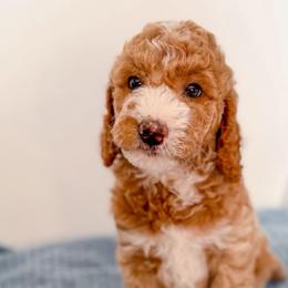 Rex - Cream male Goldendoodle puppy in Lakeland, Florida from Rolling Oak Doodles