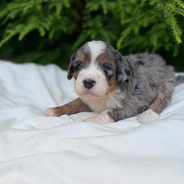 Miss Bell - Merle female Bernedoodle puppy in Hegins, Pennsylvania from Bubbling Springs Doodles, LLC