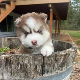 Kobuk - Chocolate male Pomsky puppy in Rathdrum, Idaho from Smart Pomskies and Frenchies