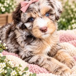 Willow - Chocolate merle female Bernedoodle puppy in Saint Francis, Kansas from Land of Oz Doodles
