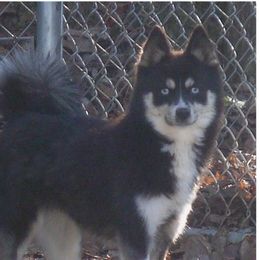Karma - Pomsky