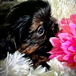 Show Off's Tiny Dancer - Black and tan female Shih Tzu puppy in Eufaula, Alabama from Shih Tzu Show Offs
