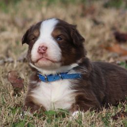 Buck - Red tri-color male Australian Shepherd puppy in Cookeville, Tennessee from Spring Creek Aussies