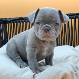 Remi - Blue female French Bulldog puppy in Minneapolis, Minnesota from Flyazz Frenchies Kennels