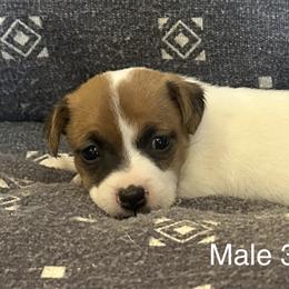 Jack Russell Terrier All Grown Up from Tuff Country Farm