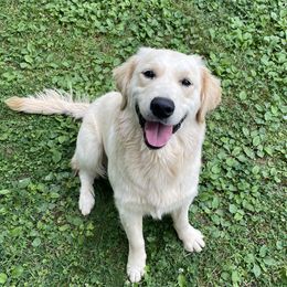 Spicy - Golden Retriever