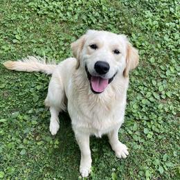 Spicy - Golden Retriever