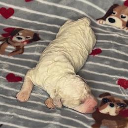 Boy 6 - Parti male Goldendoodle puppy in Jacksonville, North Carolina from A1 Designer Pups and More