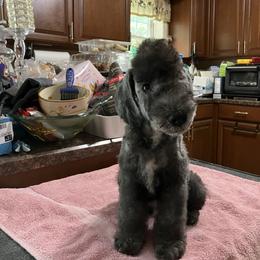 Bedlington Terrier Puppies from Ashcroft Bedlington Terriers