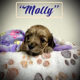 Molly - Cream female Assorted Doodle Crosses puppy in Coal City, Indiana from Angel Blue Dogs