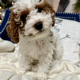 Cockapoo Puppies from Cockapoo