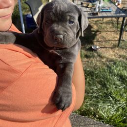 Boy 2 - Gray male Cane Corso puppy in Olympia, Washington from Grayling Dawn Cane Corso