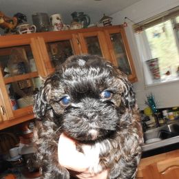 Pomeranian and Shichon Puppies from Smallstar puppys
