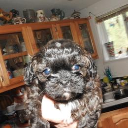 Pomeranian and Shichon Puppies from Smallstar puppys