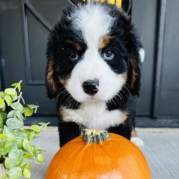 GIRL - PINK - Tri-color female Bernese Mountain Dog puppy in White Lake, Michigan from Berner Bud Farm