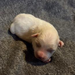 Sweetie - White female Miniature Schnauzer puppy in Elgin, Iowa from Firefly Stables
