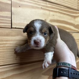Boy Puppy 2 - Red tri-color male Miniature American Shepherd puppy in Winterhaven, Florida from Mini Aussie Florida