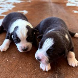 Miniature Australian Shepherd puppies from Spur Strap Miniature Australian Shepherds