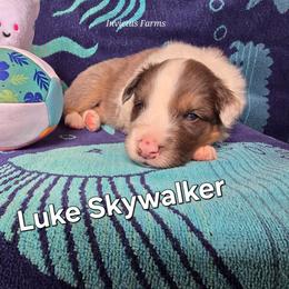 Luke Skywalker - Blue merle male Australian Shepherd puppy in Smithfield, Utah from Invictus Farms