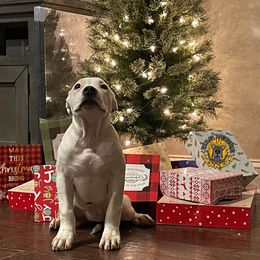 Girl 4 - White American Bully puppy in Oak Grove, Kentucky from Warhorse Kennel