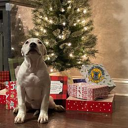 Girl 4 - White American Bully puppy in Oak Grove, Kentucky from Warhorse Kennel