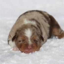 St. Regis - Red merle male Australian Shepherd puppy in Circleville, Utah from Canyon Creek Aussies