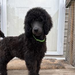 Poodle Puppies from RomLein Poodle