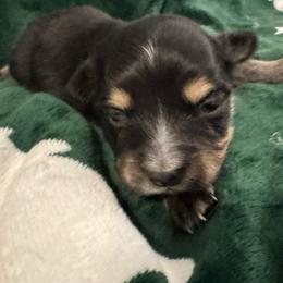Merry - Black tri female Toy Australian Shepherd puppy in Morganfield, Kentucky from 4T Toy and Mini Australian Shepherds