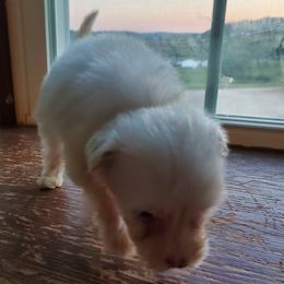 Pope - White male Sheepadoodle puppy in Bellevue, Iowa from Fluffy Wonders Poms and Doodles