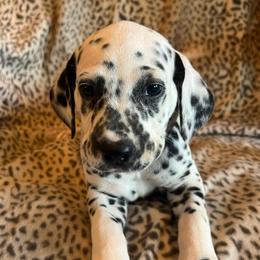 Heath - White and black male Dalmatian puppy in Austin, Texas from Dazzling Dalz
