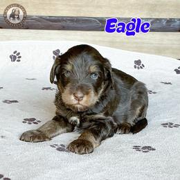 Eagle - Brown male Bernedoodle puppy in Banner Elk, North Carolina from Walnut Tree Bernedoodles