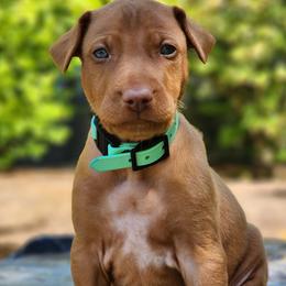 Thor - Chestnut male Pharaoh Hound puppy in Snohomish, Washington from ACE Pharaoh Hounds