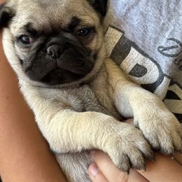 Pug Puppies from Eva Schwartz