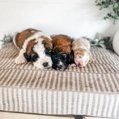 Aussiedoodle, Goldendoodle, Poodle, Saint Berdoodle, Saint Bernard, and Sheepadoodle Puppies from Rocky Ridge Ranch