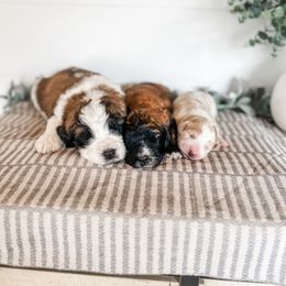 Aussiedoodle, Goldendoodle, Poodle, Saint Berdoodle, Saint Bernard, and Sheepadoodle Puppies from Rocky Ridge Ranch
