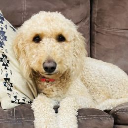 Ellie - Goldendoodle