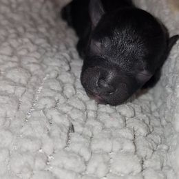 Acorn - Black and white female Shihpoo puppy in Hertford, North Carolina from Heaven Sent Shihpoo's