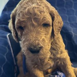Blue Collar boy - Bergen (Norway) - Red  male Goldendoodle puppy in West Sacramento, California from Pomegranate Doodles