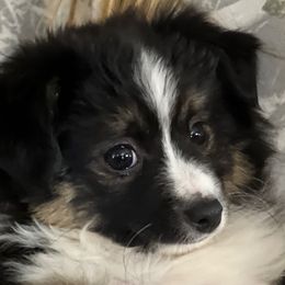 Jesse James - Toy Australian Shepherd puppy from Klenke Toy Aussies