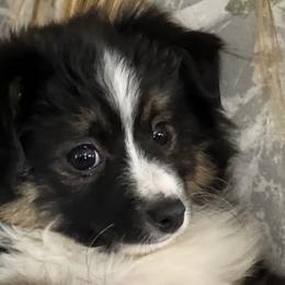 Jesse James - Toy Australian Shepherd puppy from Klenke Toy Aussies