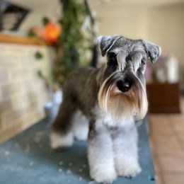 Miniature Schnauzers from Shalom Miniature Schnauzers