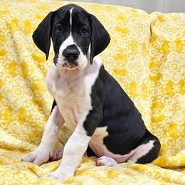 Puppy 1 - Mantle female Great Dane puppy in Castle Rock, Washington from Uber Alles Great Danes