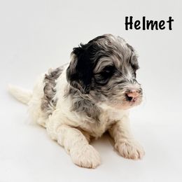 Helmet - Merle male Goldendoodle puppy in Milford, Pennsylvania from Doodles Are Golden