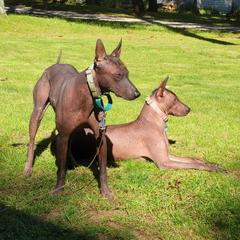 Jake - Xoloitzcuintli