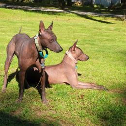 Jake - Xoloitzcuintli