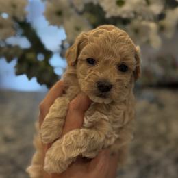 Girl - Apricot female Maltipoo puppy in Littleton, Colorado from Marina's Maltipoos